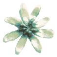 icon_daisyaqua2.gif