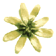 icon_daisygold2.gif