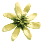 icon_daisygold3.gif