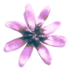 icon_daisylavender.gif