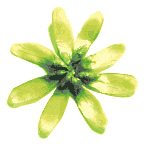 icon_daisylime.gif