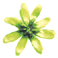 icon_daisylime2.gif