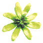 icon_daisylime3.gif