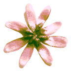 icon_daisypink.gif