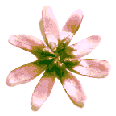 icon_daisypink2.gif