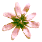 icon_daisypink3.gif