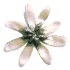 icon_daisywhite.gif