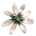 icon_daisywhite2.gif