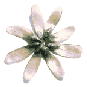 icon_daisywhite3.gif